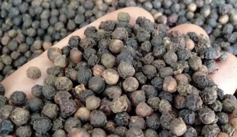 Giá tiêu hôm nay 20/4/2022: Giữ nguyên, dao động 77.000 - 80.500 đồng/kg