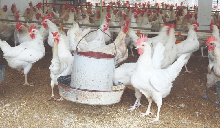 Giá gia cầm hôm nay 20/04/2022: Giá gà, vịt giảm nhẹ ở một số khu vực