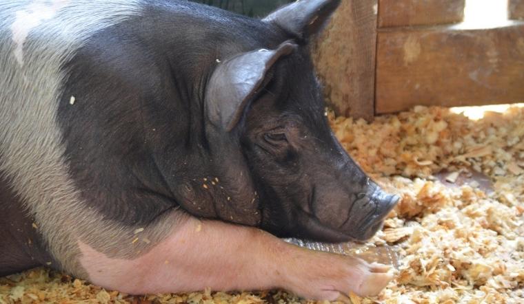 Giá heo hơi hôm nay 20/04/2022: Biến động rải rác ở một số tỉnh thành