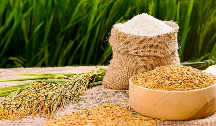 Giá lúa gạo hôm nay 20/04/2022: Tăng 100 đồng/kg ở vài giống lúa