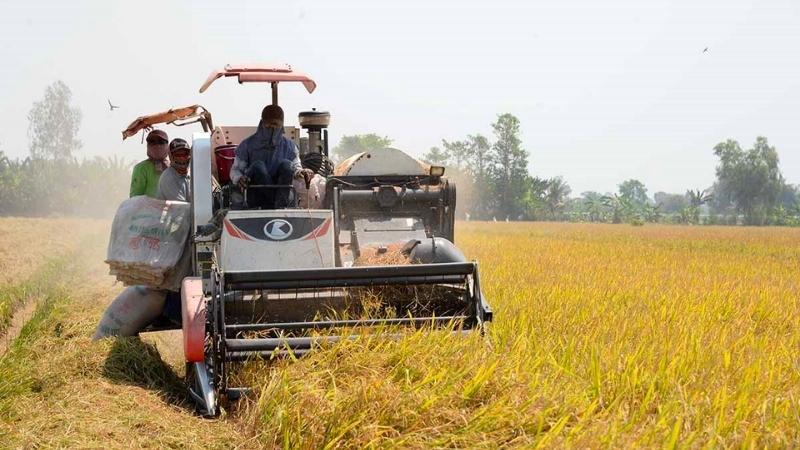 Giá lúa hôm nay 20/04 điều chỉnh tăng 100 đồng/kg Giá lúa hôm nay 20/04 điều chỉnh tăng 100 đồng/kg