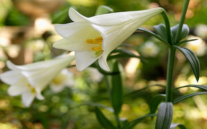 Hoa bách hợp trắng tượng trưng cho sự ngây thơ, tinh khiết