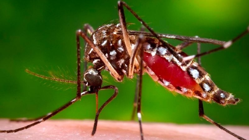 Sốt xuất huyết là một bệnh truyền nhiễm cấp tính do virus Dengue gây ra. Bệnh truyền từ người này sang người khác thông qua vật truyền bệnh là muỗi vằn.