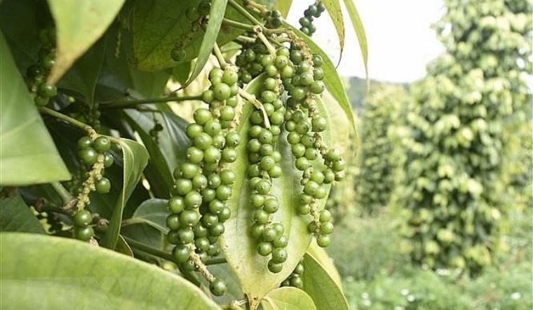 Giá tiêu hôm nay 21/4/2022: Tiếp tục đi ngang, dao động 77.000 - 80.500 đồng/kg