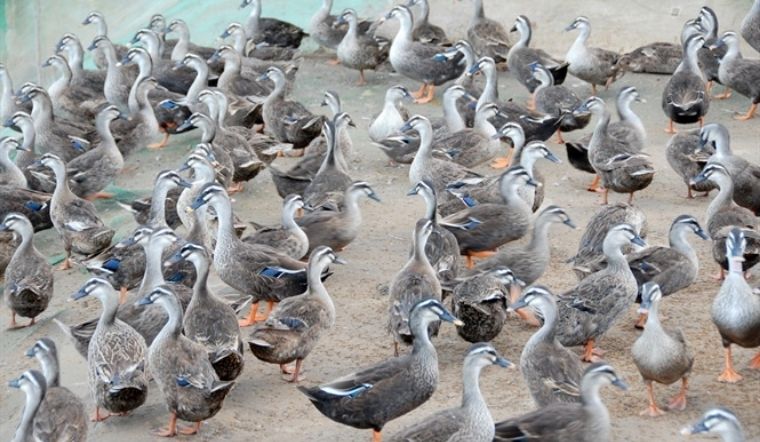 Giá gia cầm hôm nay 21/04/2022: Thị trường giá ổn định trở lại