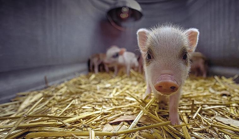 Giá heo hơi hôm nay 21/04/2022: Miền Bắc và miền Nam tăng - giảm trái chiều