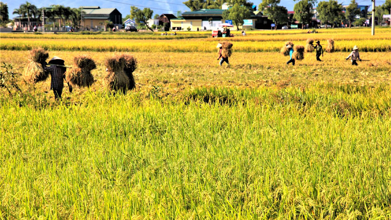 Giá lúa Đài thơm 8 khi tiếp tục tăng 100 đồng/kg Giá lúa Đài thơm 8 khi tiếp tục tăng 100 đồng/kg