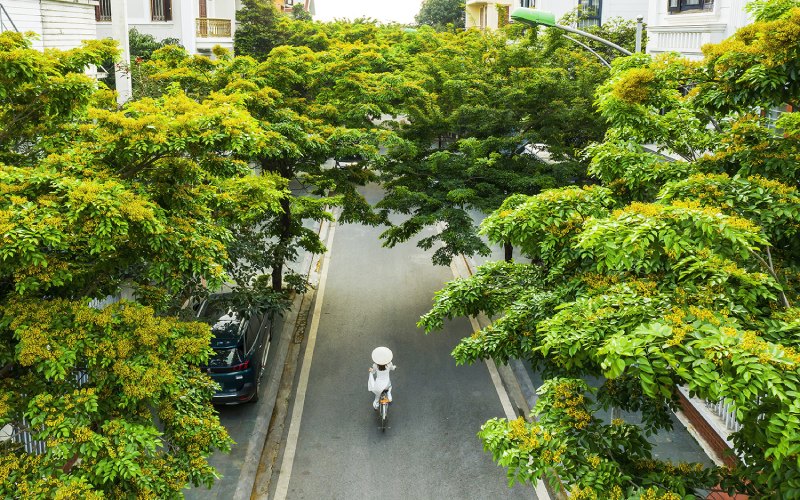 Cây giáng hương làm đẹp đường phố