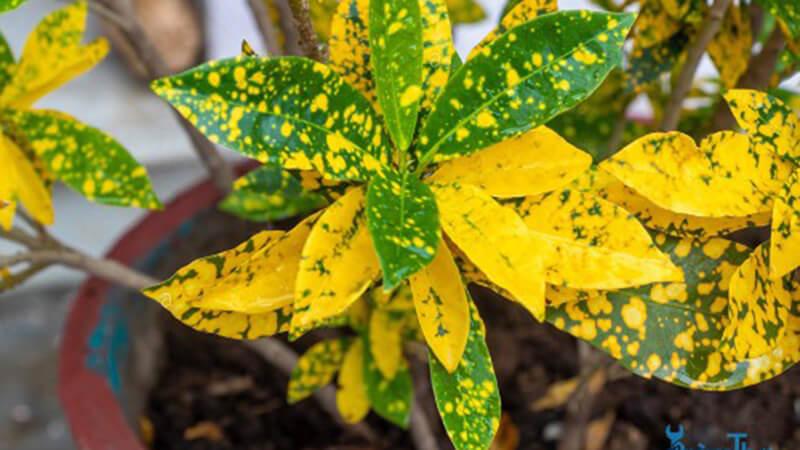 Gold and silver tree is also known as golden veined holly