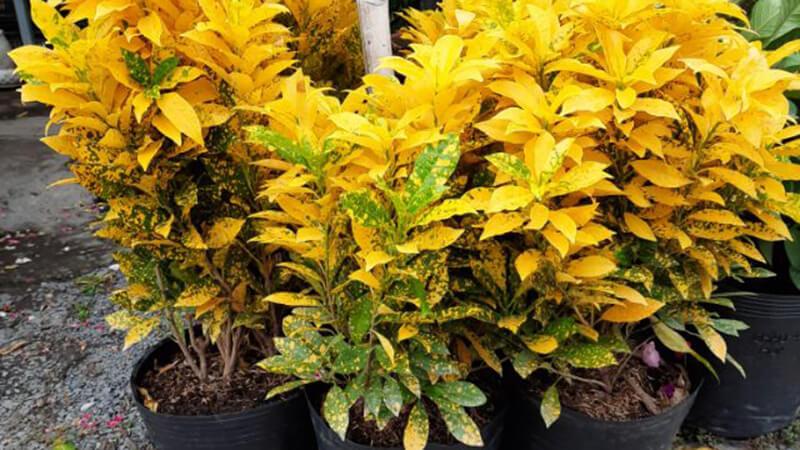 How to grow and care for Gold and Silver plants