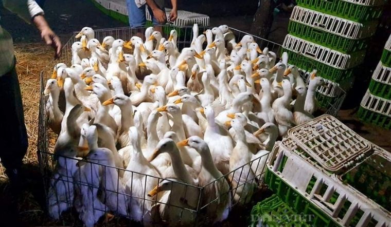 Giá gia cầm hôm nay 22/04/2022: Giá ổn định, chưa có biến động