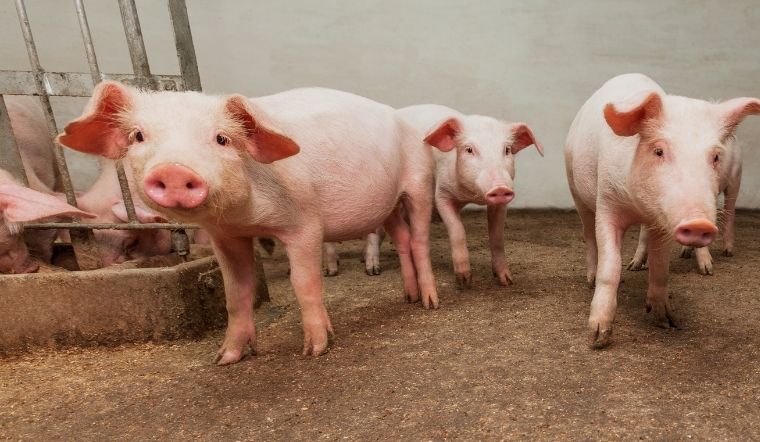 Giá heo hơi hôm nay 22/04/2022: Thị trường cả nước tiếp tục biến động nhẹ