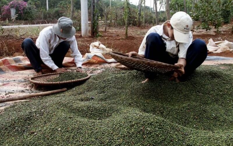 Giá tiêu hôm nay 23/4/2022 trong nước