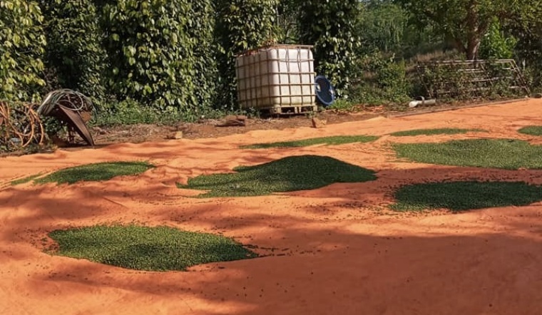 Giá tiêu hôm nay 23/4/2022: Giảm 500 đồng/kg, dao động 76.000 - 78.500 đồng/kg