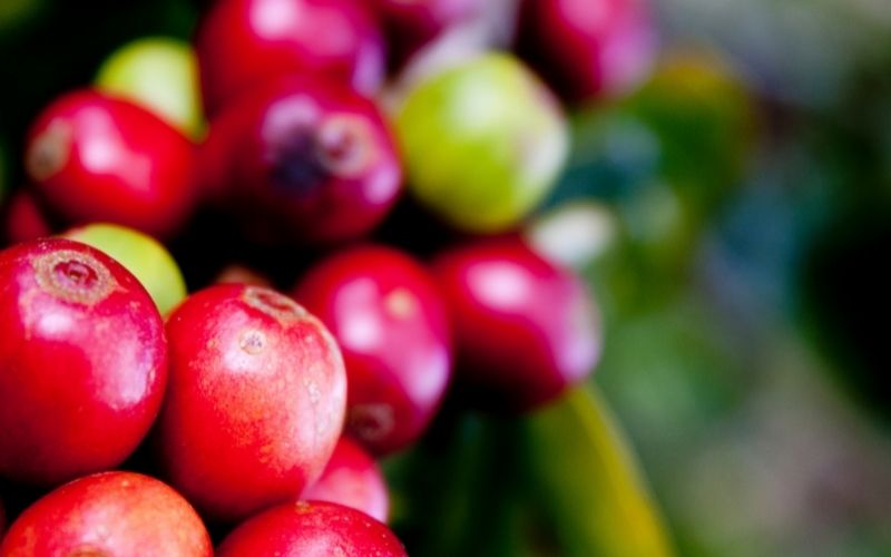 Giá cà phê Robusta giao dịch tại London