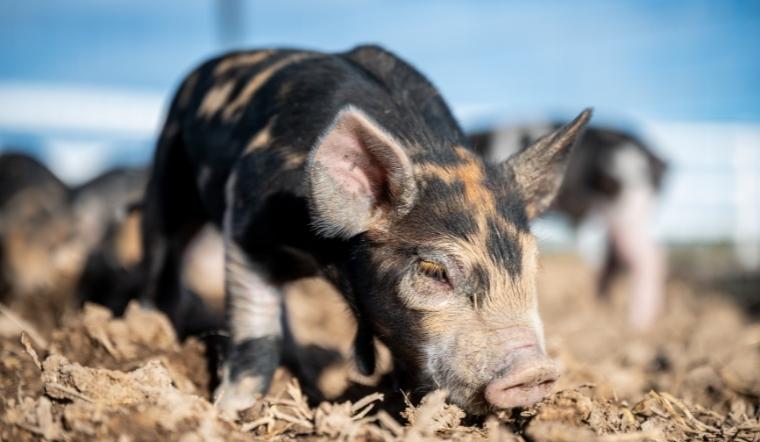 Giá heo hơi hôm nay 23/04/2022: Một số tỉnh miền Nam tăng - giảm trái chiều 