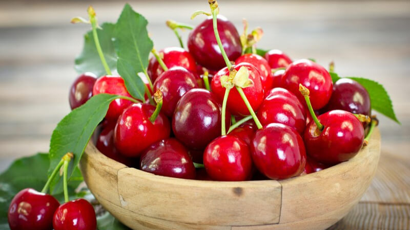 Mùa thu hoạch quả cherry bắt đầu từ tháng 5 đến tháng 8