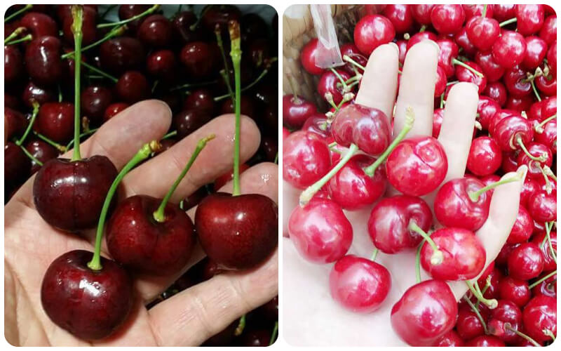 Cherry Mỹ (bên trái) và Cherry Trung Quốc (bên phải)