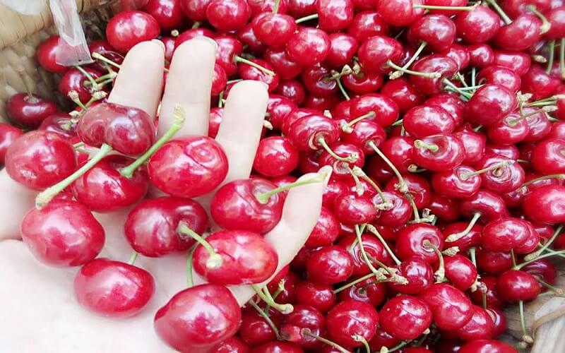 The biggest characteristic of Chinese cherries is that they have more sour taste than sweet taste