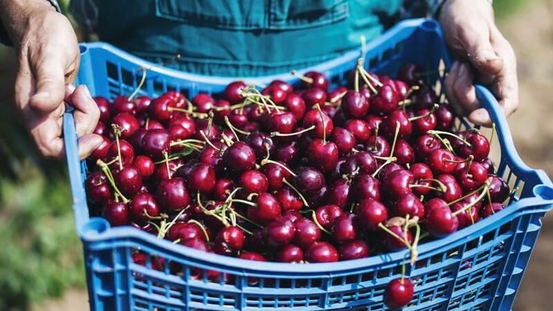 The harvest season of Chinese cherries falls from May to the end of August