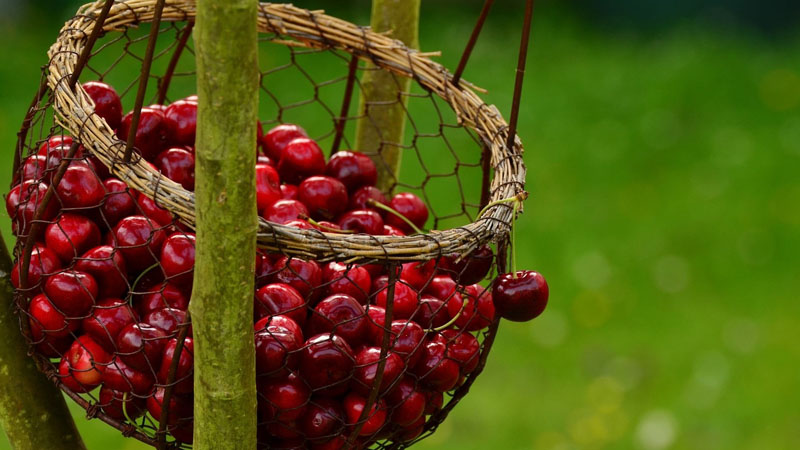 Distinguishing Australian Cherry based on the harvesting season