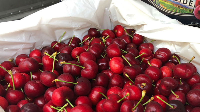 Delicious Cherries have deep red color, juicy