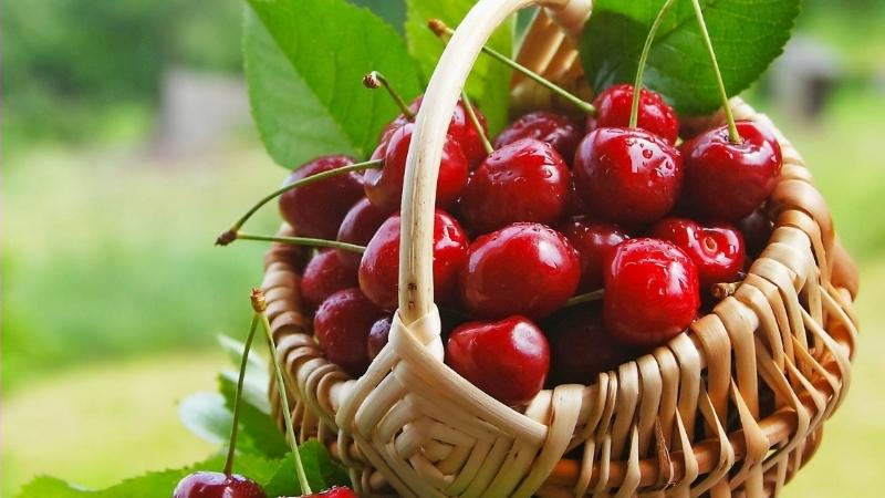 Cherry có nhiều lợi ích cho sức khỏe