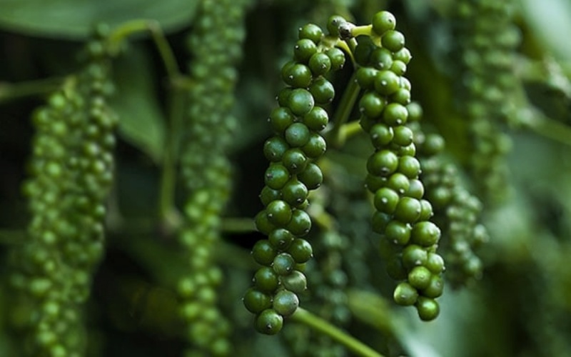 Giá tiêu thế giới