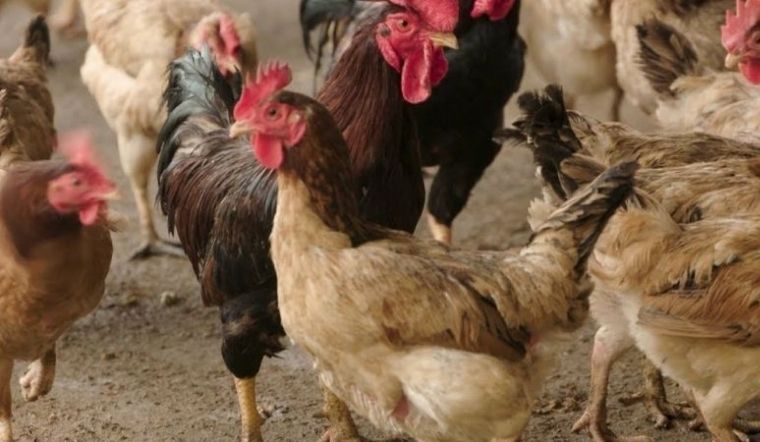 Giá gia cầm hôm nay 25/04/2022: Giá tiếp tục ổn định ngày đầu tuần