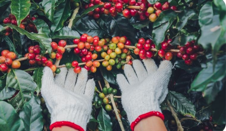 Giá cà phê hôm nay 25/4/2022: Giá không thay đổi nhiều so với tuần trước