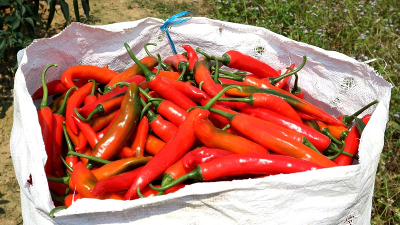 Giá ớt dao động từ 15.000 - 20.000 đồng/kg