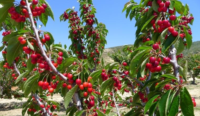 Mùa thu hoạch Cherry vào tháng mấy?