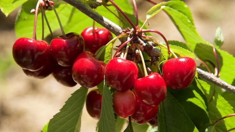 Harvesting Cherry season in the United States