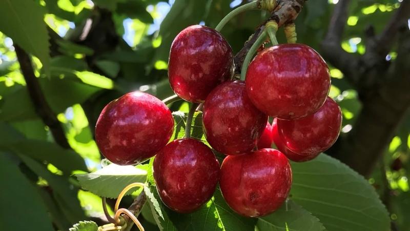 Harvesting Cherry season in Australia