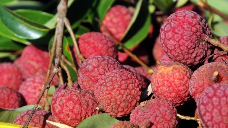 How much lychee 1 kg? Where to buy lychee with good price in HCMC?