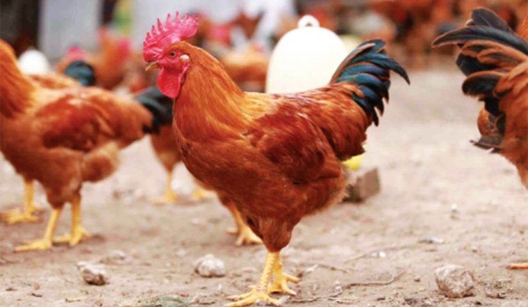 Giá gia cầm hôm nay 26/04/2022: Bình ổn giá, không có thay đổi