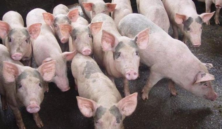 Giá heo hơi hôm nay 26/04/2022: Một số tỉnh thành giảm nhẹ 1.000 đồng/kg