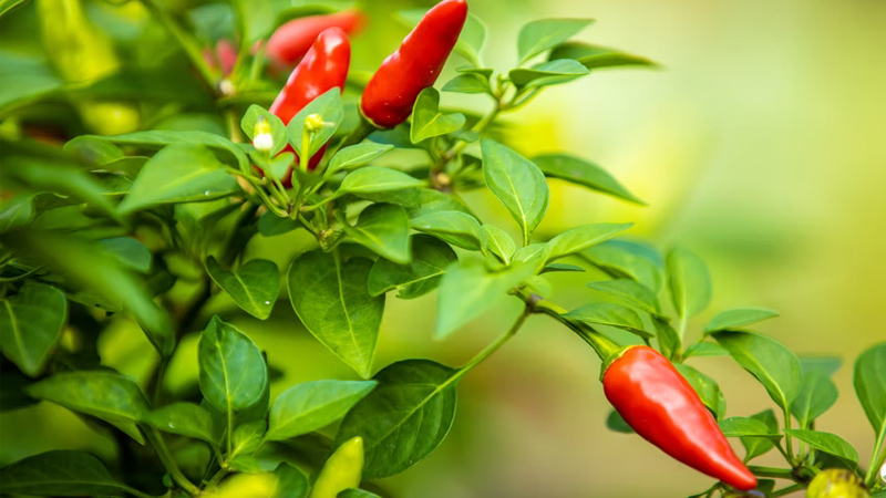 Giá ớt dao động từ 15.000 - 20.000 đồng/kg