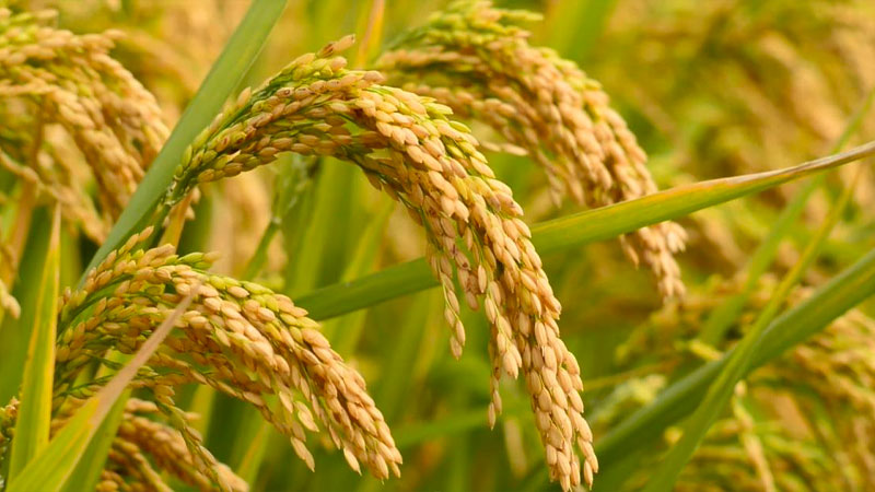 Giá lúa hôm nay 26/04