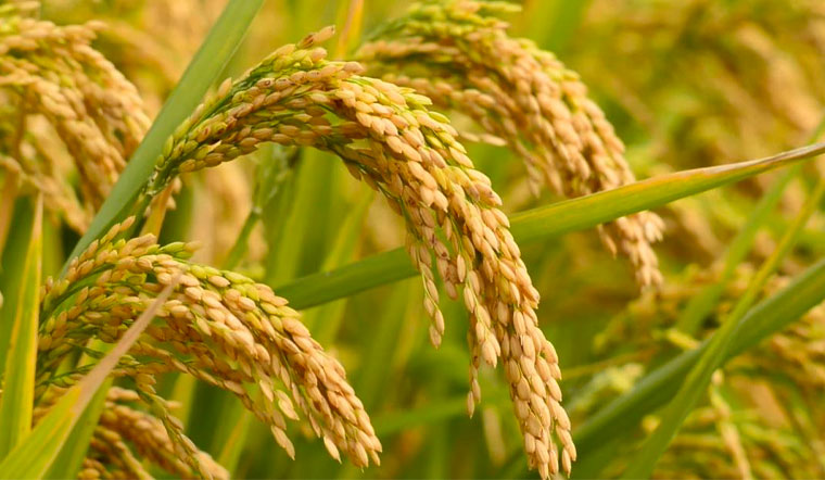 Giá lúa gạo hôm nay 26/04/2022: Giảm 100 đồng/kg một số giống lúa