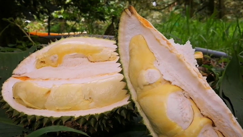 What is cow barn durian? How to choose a delicious cow barn durian