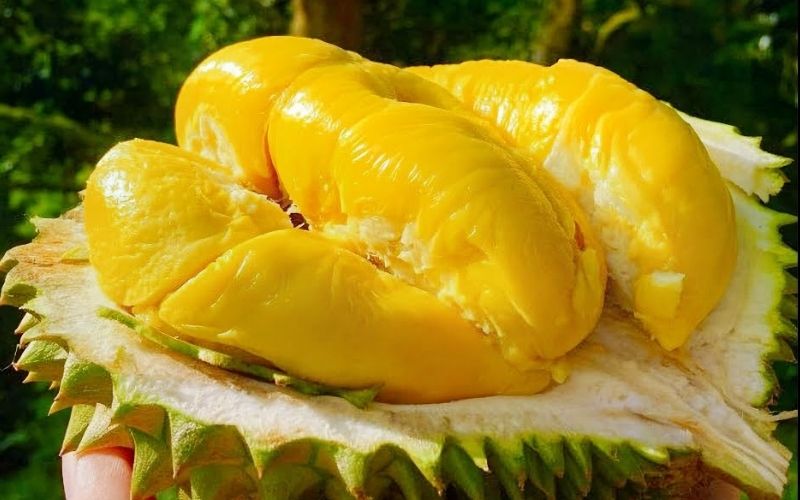 Characteristics of Cai Mon Durian