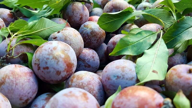 Cherries are grown a lot in Sapa, Ha Giang, Moc Chau, Son La.