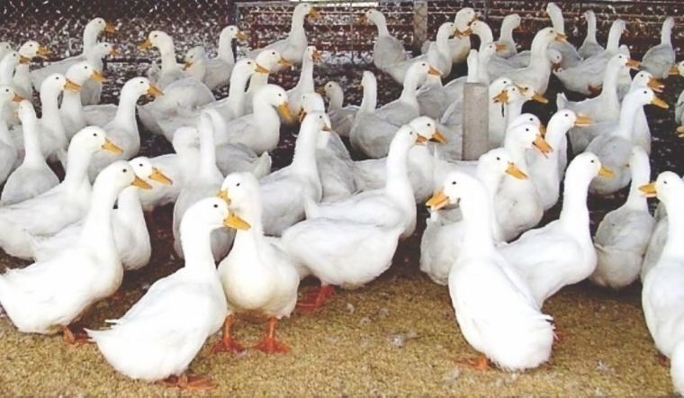 Giá gia cầm hôm nay 27/04/2022: Giá đứng yên, không biến động