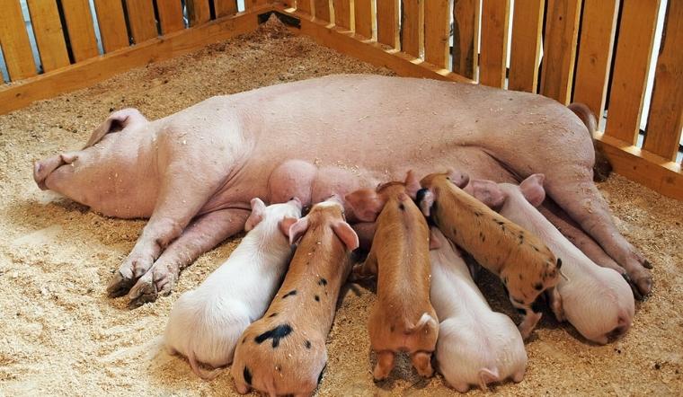 Giá heo hơi hôm nay 27/04/2022: Cả 3 miền đồng loạt tăng mạnh