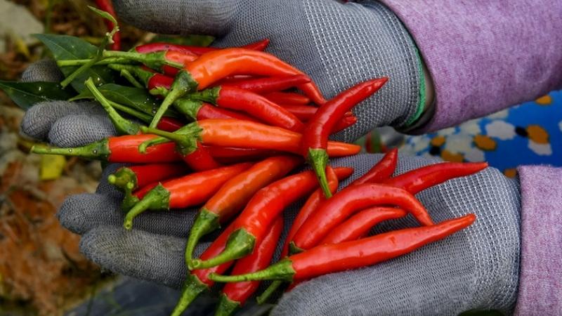 Giá ớt tại nhiều nơi tăng nhẹ Giá ớt tại nhiều nơi tăng nhẹ
