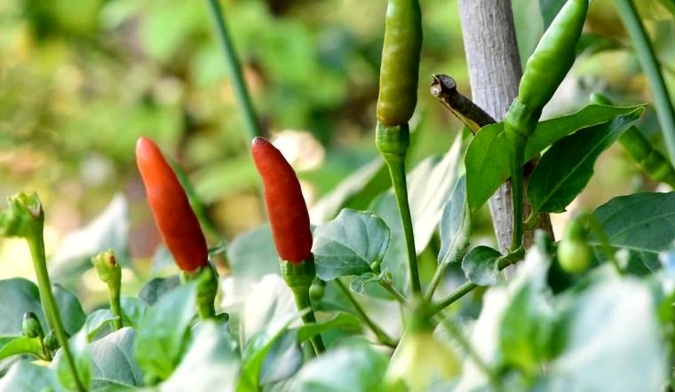 Giá ớt hôm nay 27/04/2022: Thị trường giá ớt tăng nhẹ, khoảng 1000 - 3000 đồng
