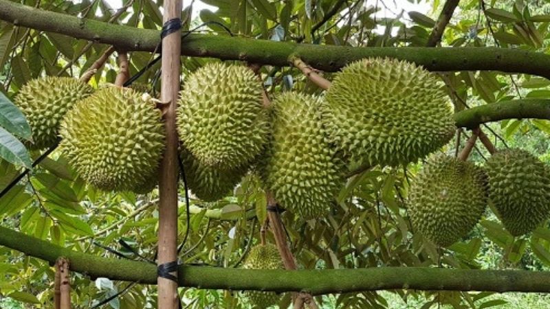 Characteristics of Musang King durian