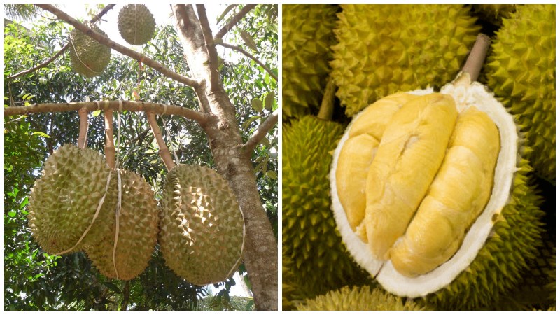 What is durian dona? How to choose good durian dona