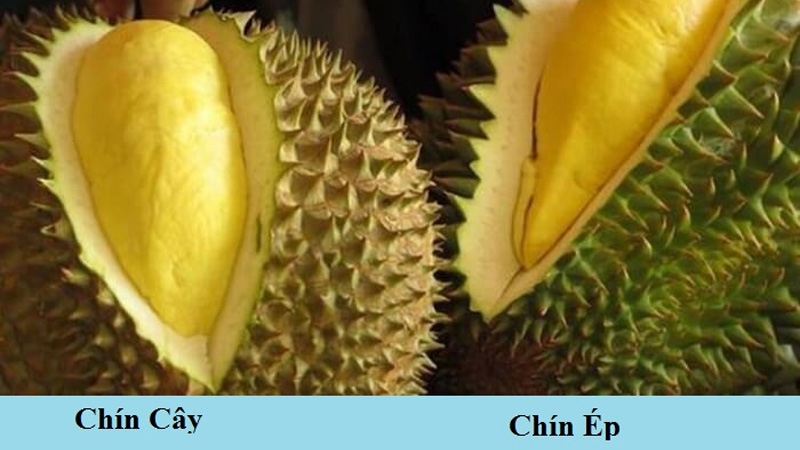 Ripe durian will have spikes like the one on the left